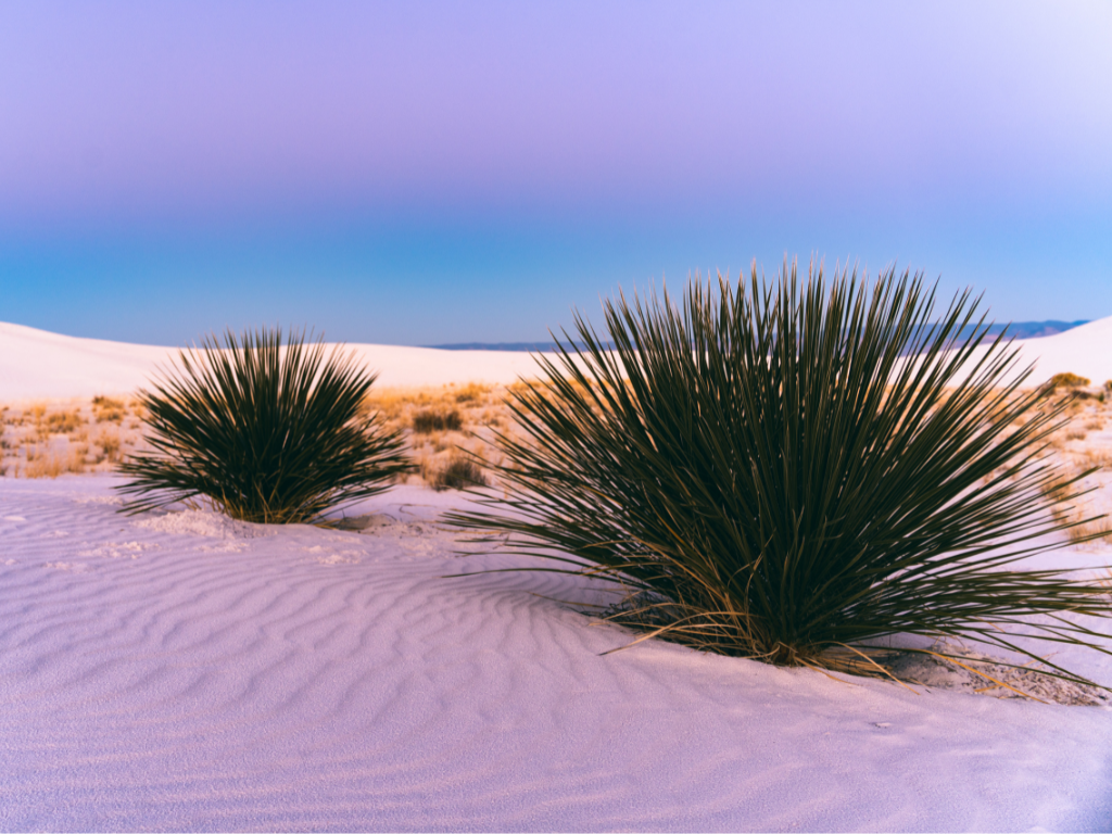 two yucca plants at sunset in white sands national park